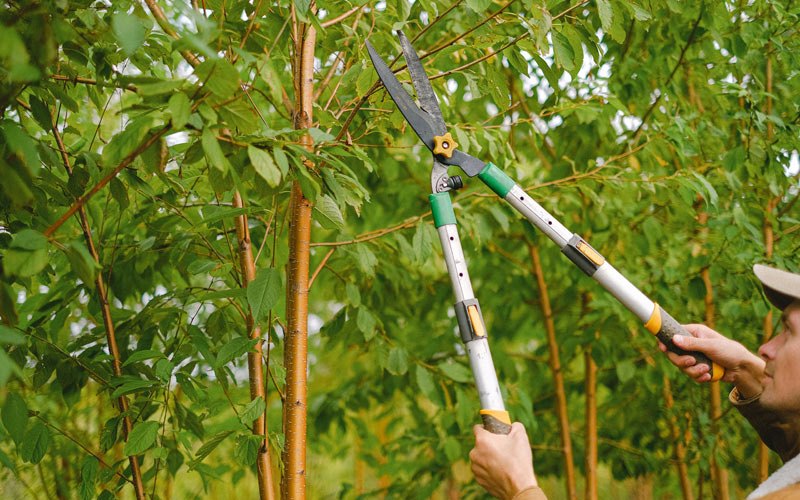 Tree trimming in Marysville, KS